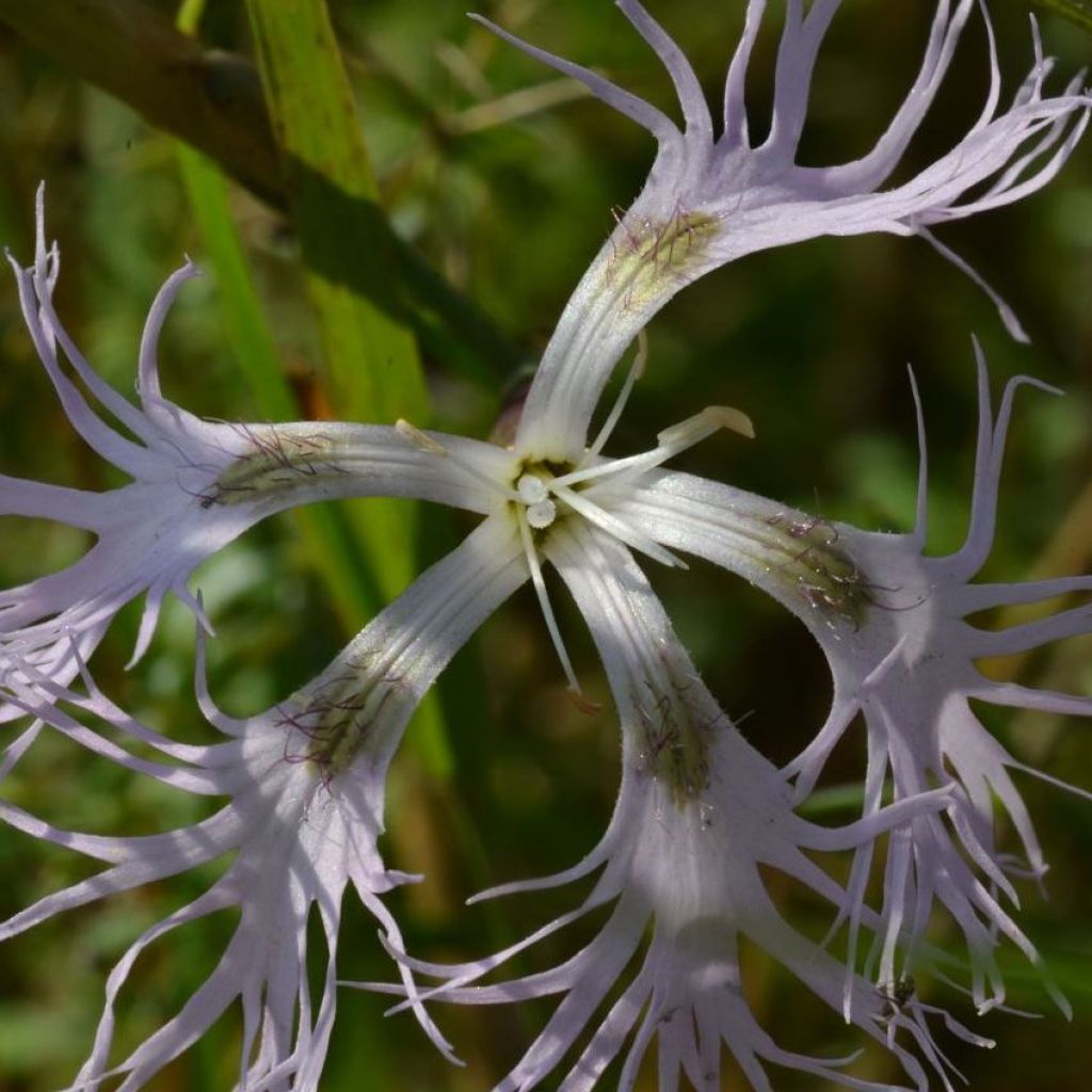 Dianthus superbus - Clavelito común