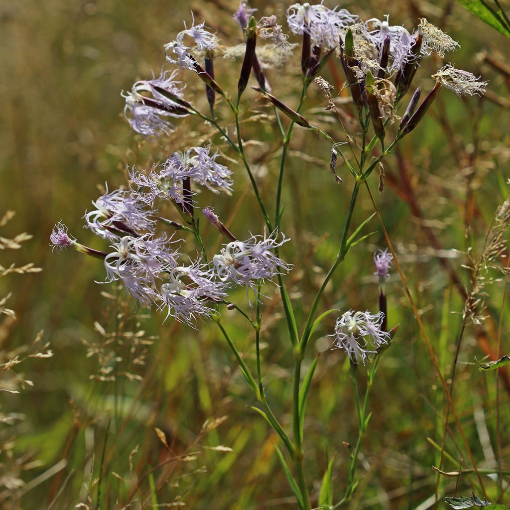 Dianthus superbus - Clavelito común