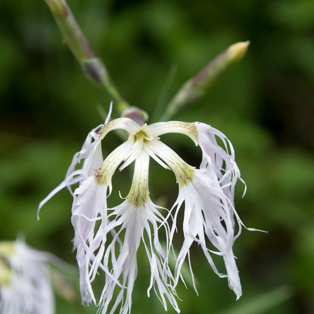 Dianthus superbus - Clavelito común