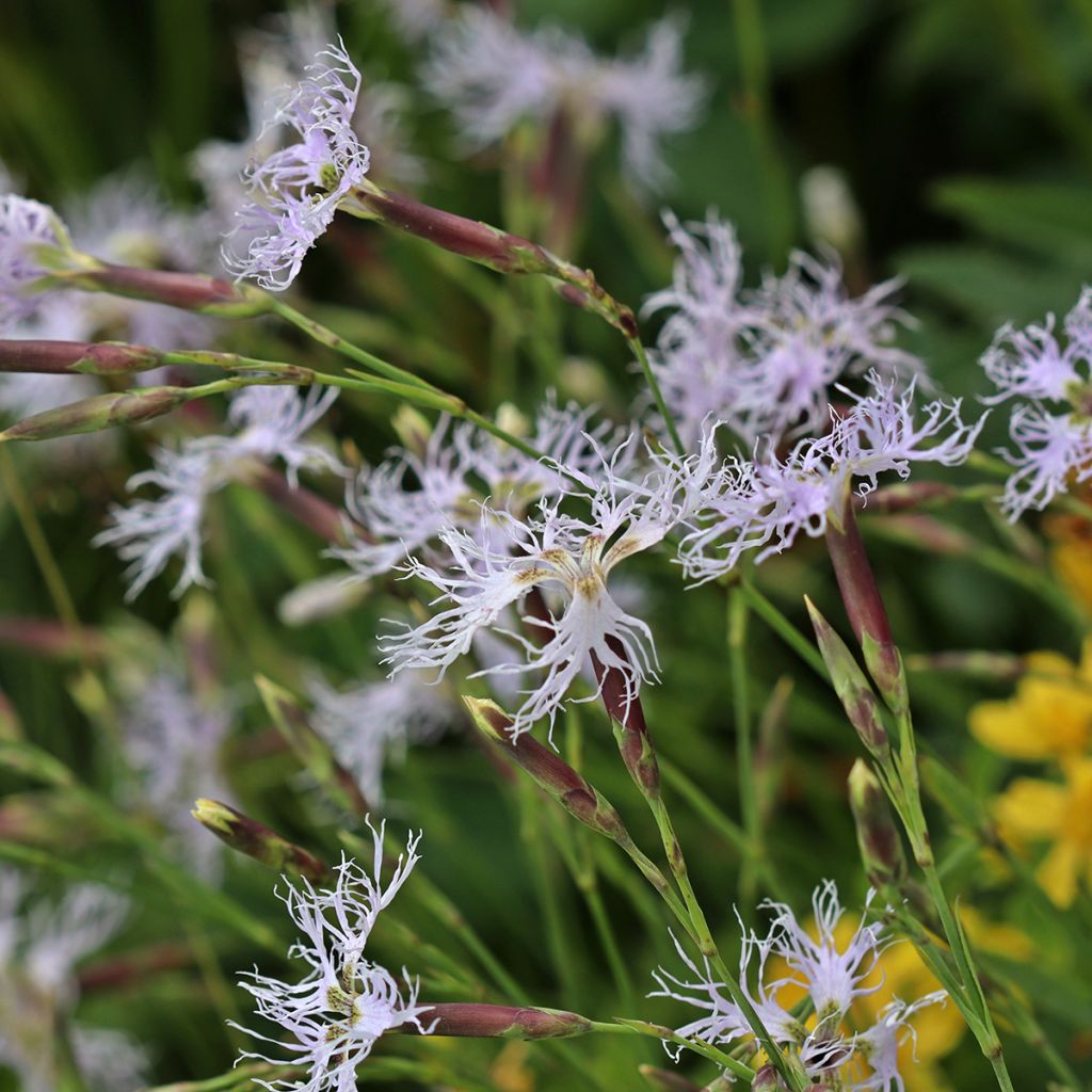 Dianthus superbus - Clavelito común