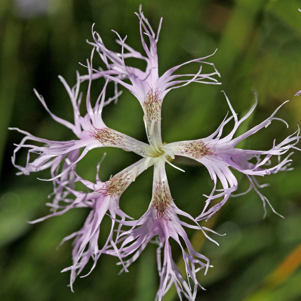 Dianthus superbus - Clavelito común