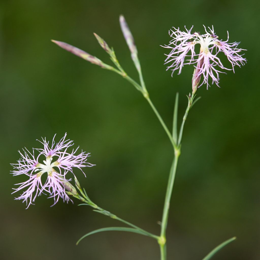 Dianthus superbus - Clavelito común