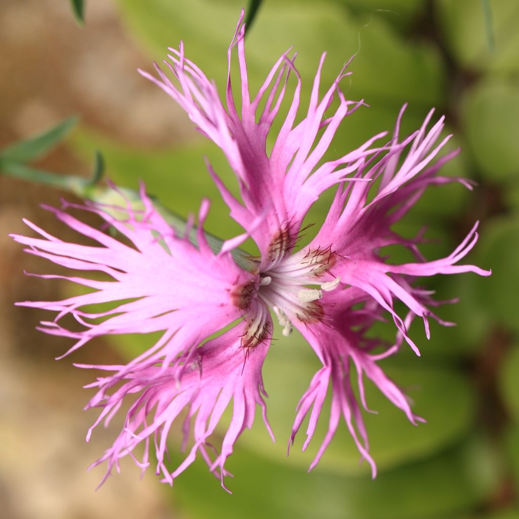 Dianthus superbus Primadonna, Oeillet