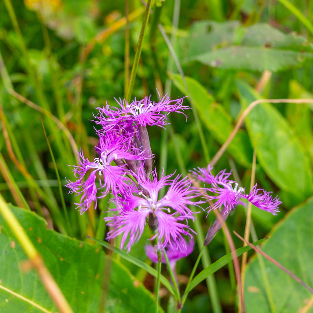 Dianthus superbus Primadonna - Clavel