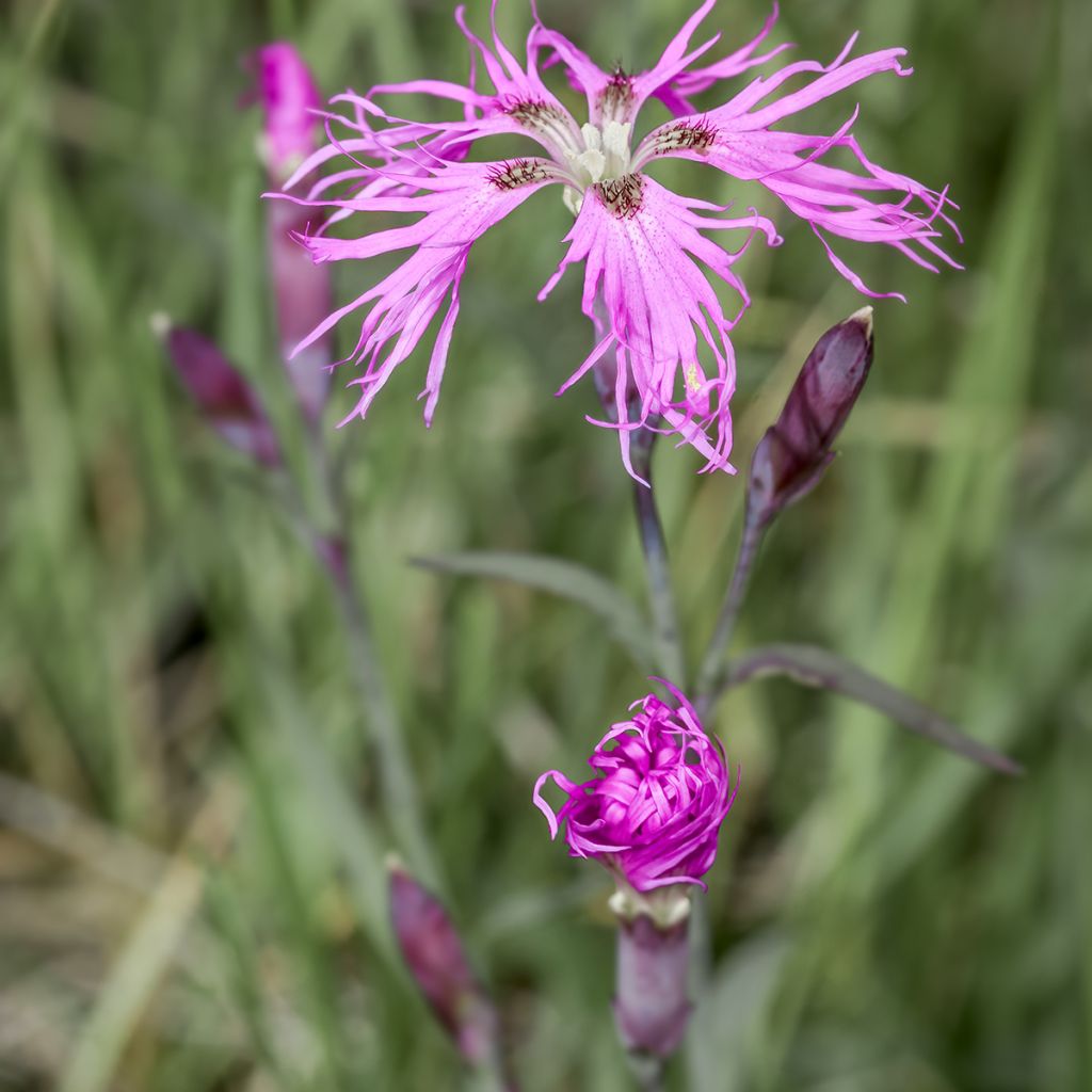 Dianthus superbus Primadonna - Clavel