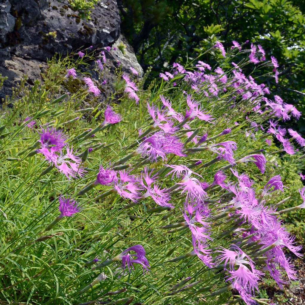 Dianthus superbus Primadonna - Clavel