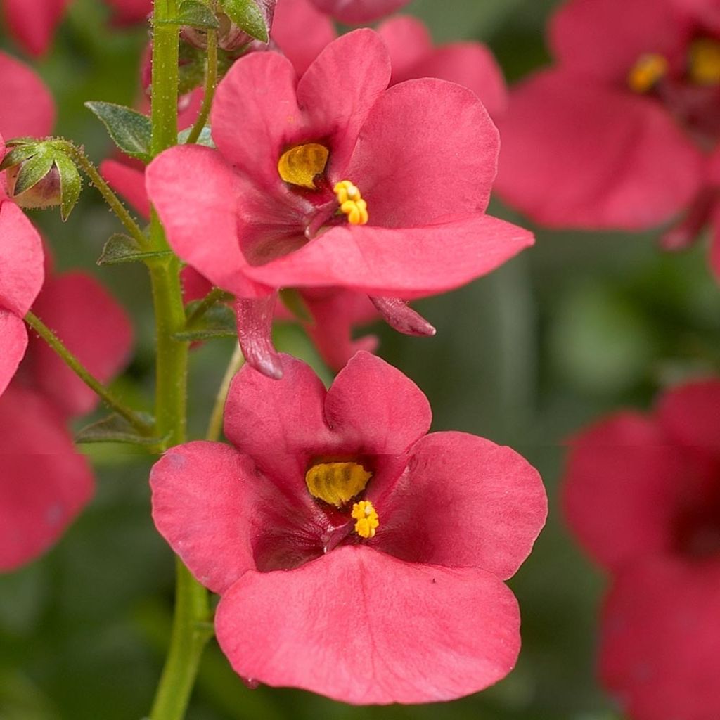 Diascia Genta Ruby Mini-mottes