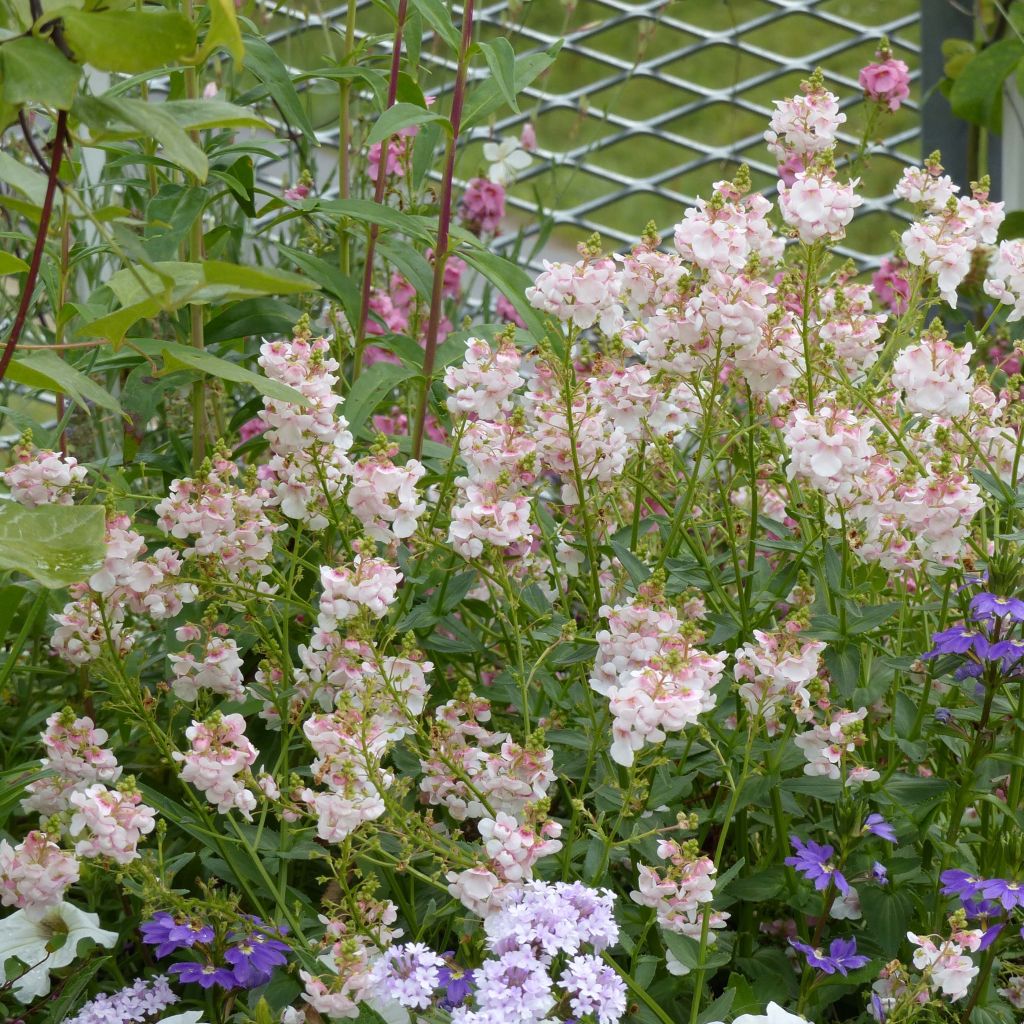 Diascia Sundascia Up Blush Pink - Diascie rose