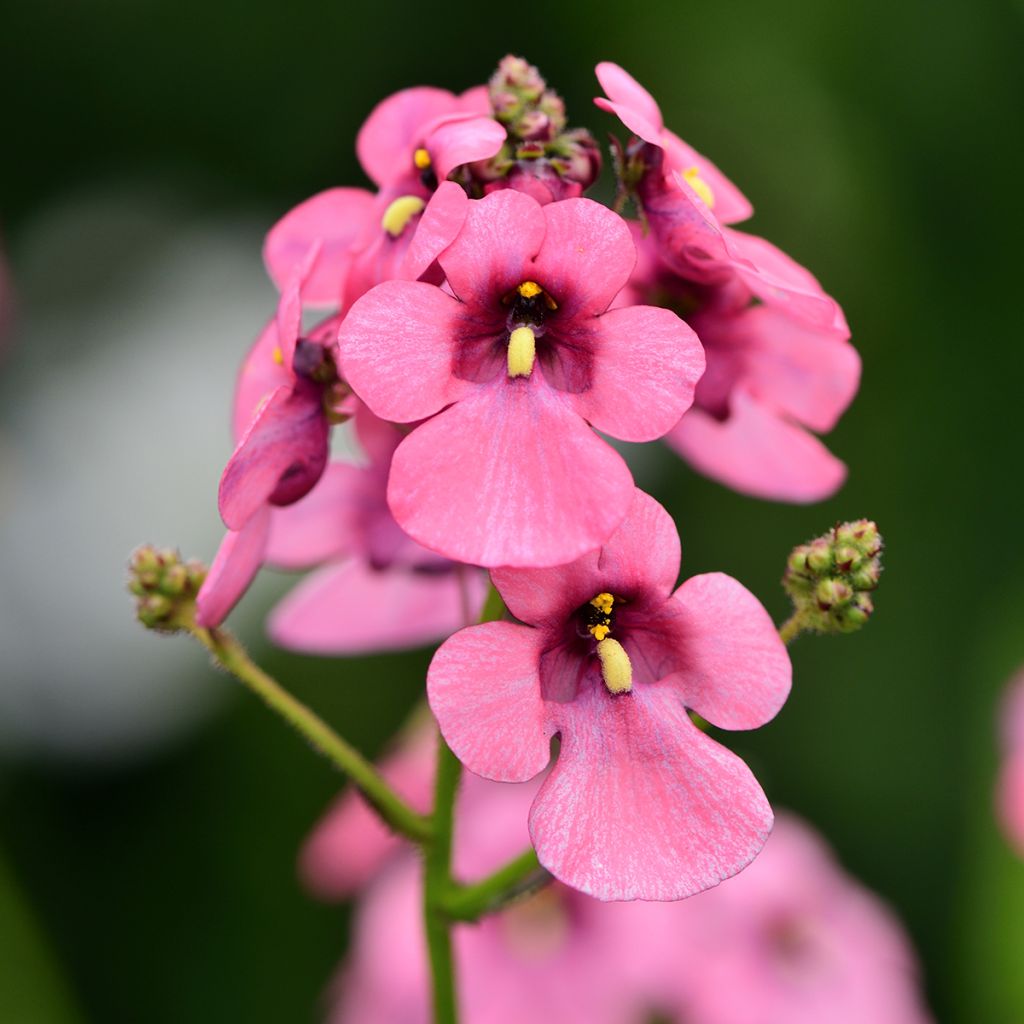 Diascia personata