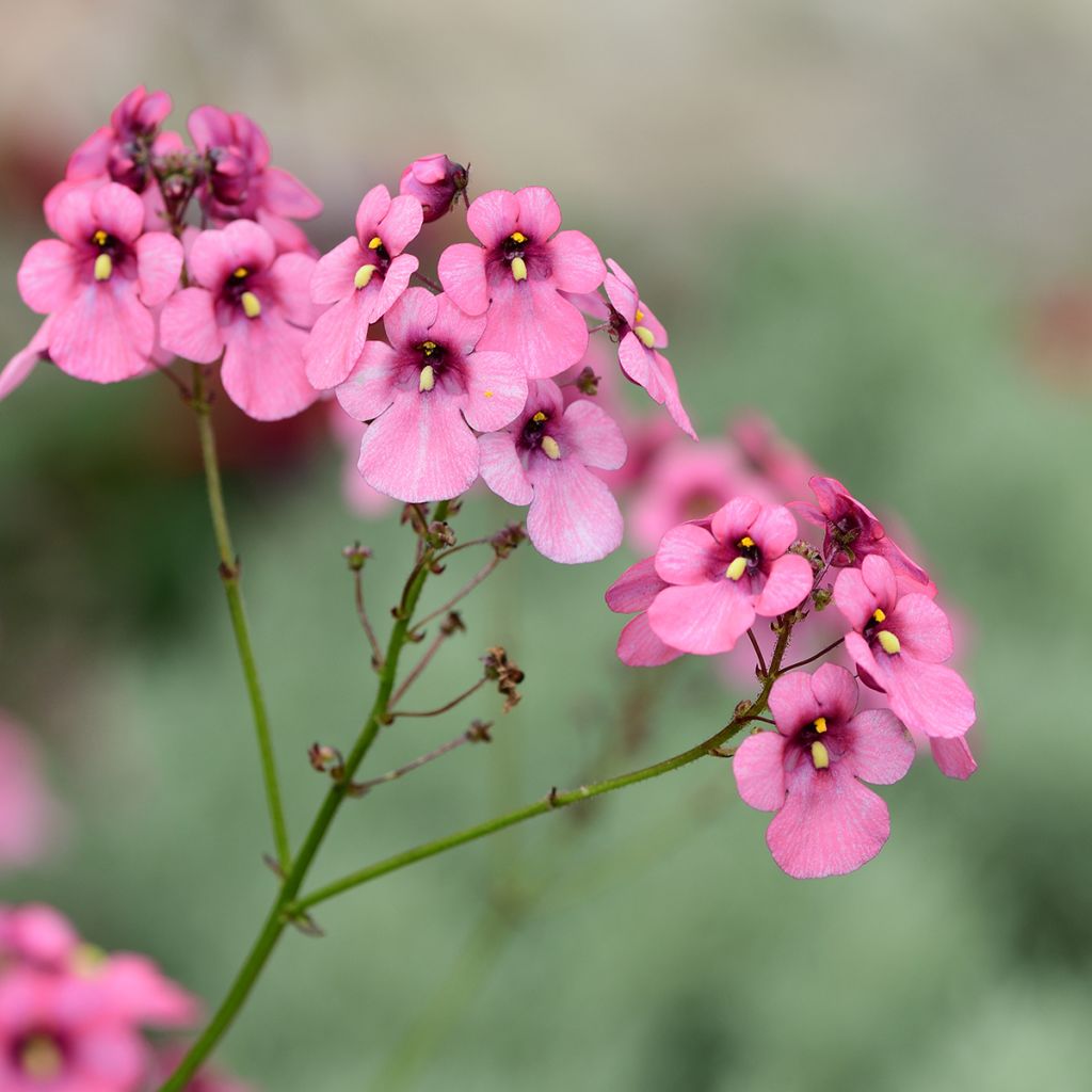 Diascia personata