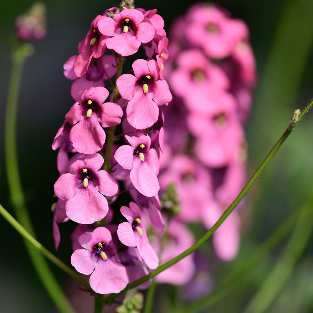 Diascia personata