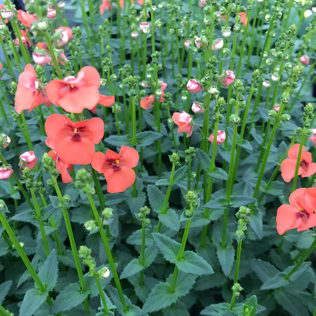 Diascia Trinity Sunset