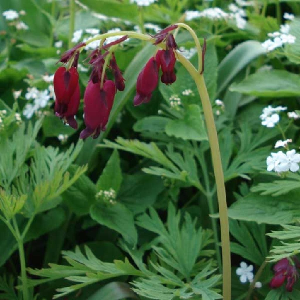 Coeur de Marie, Dicentra formosa Bacchanal