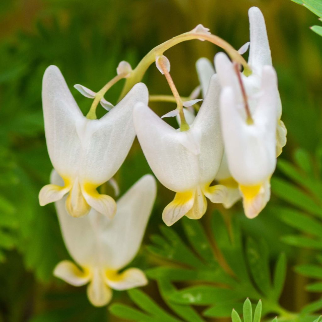 Dicentra cucullaria - dicentre à capuchon 