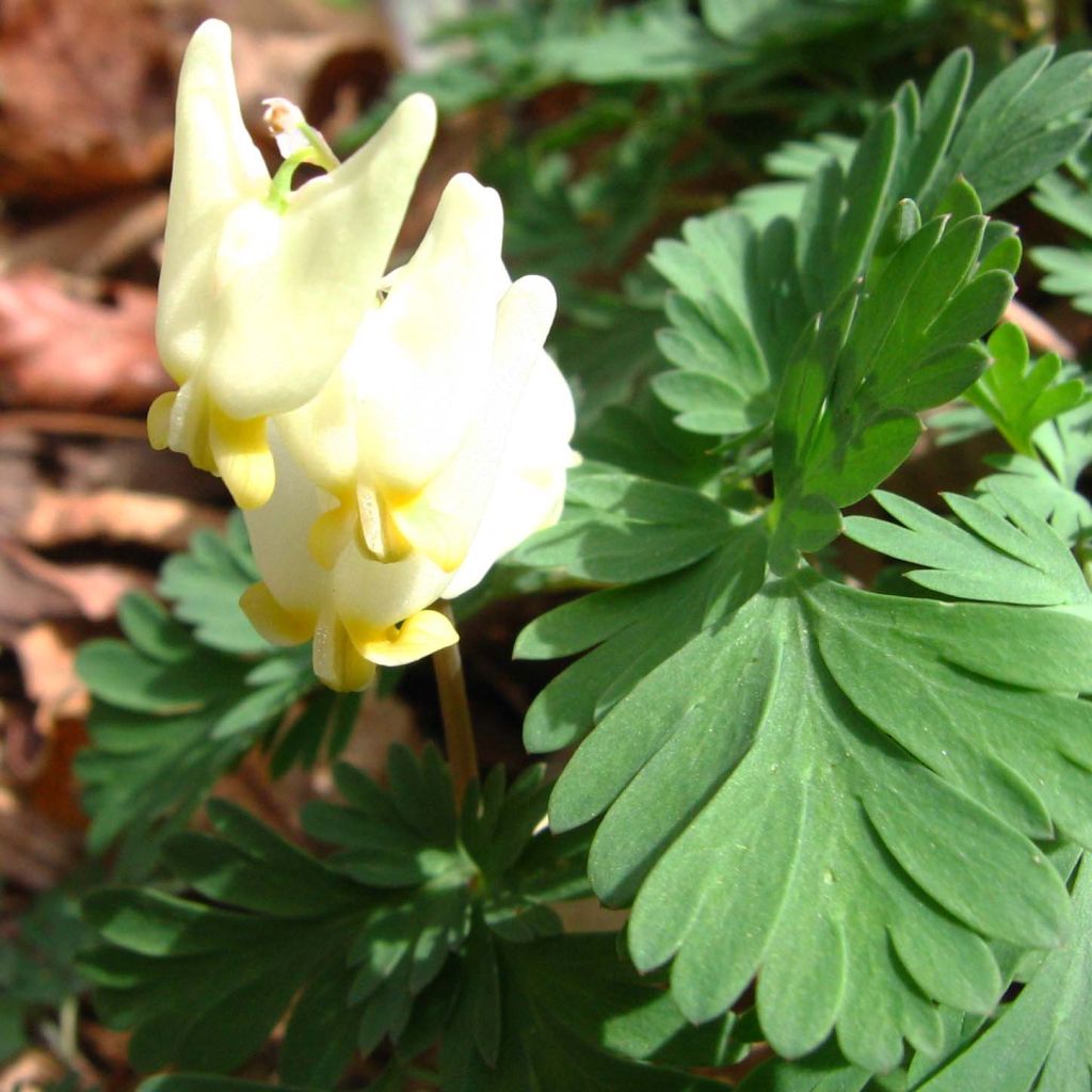 Dicentra cucullaria - dicentre à capuchon 