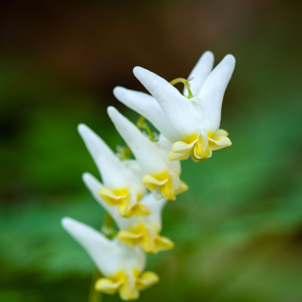 Dicentra cucullaria - Calzones de holandés