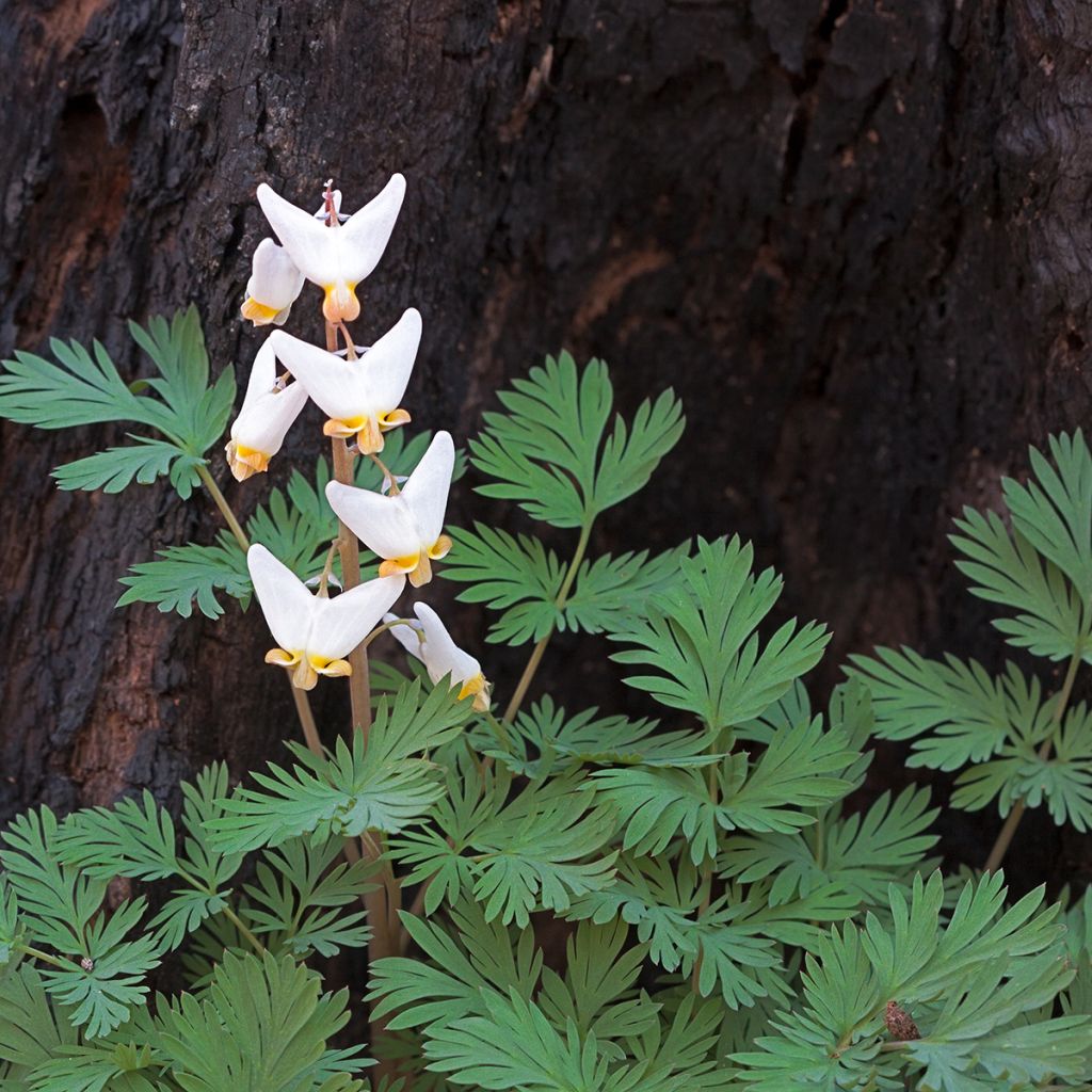 Dicentra cucullaria - Calzones de holandés