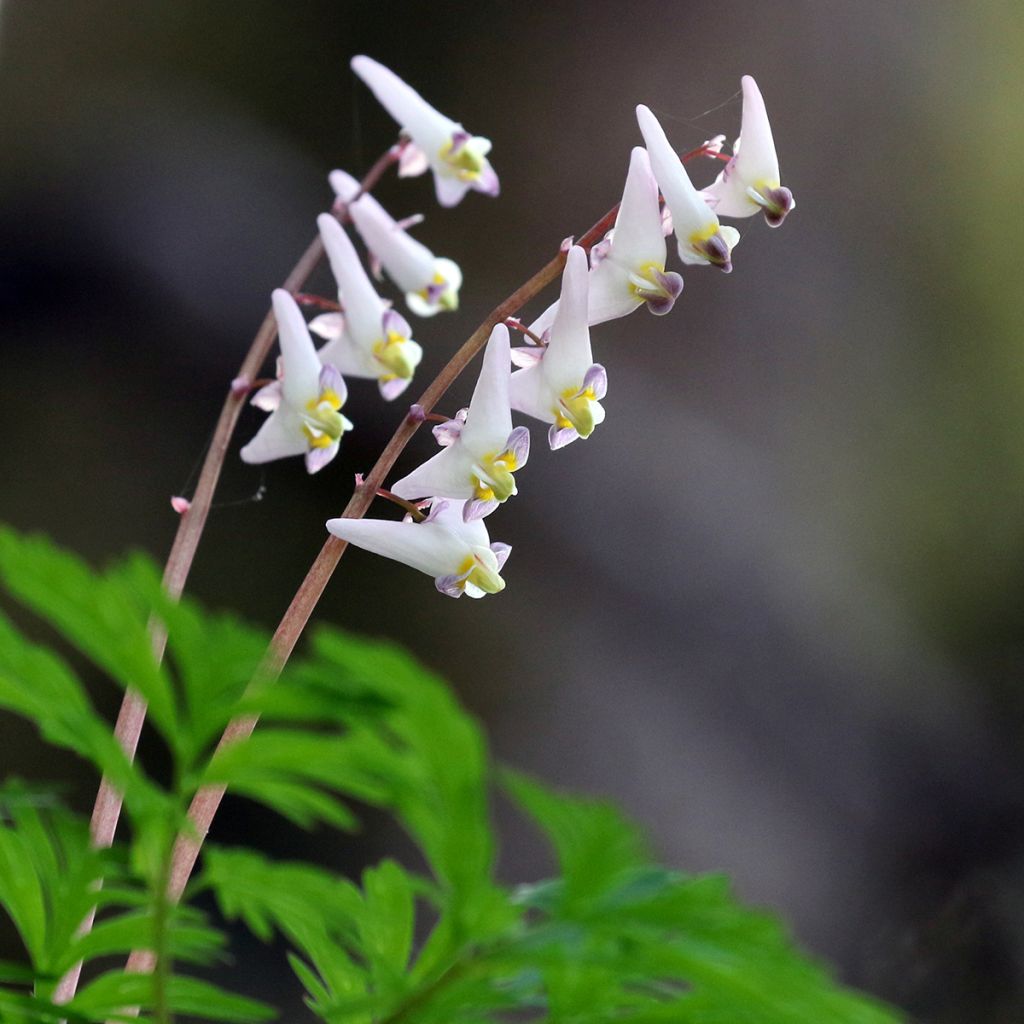 Dicentra cucullaria - Calzones de holandés