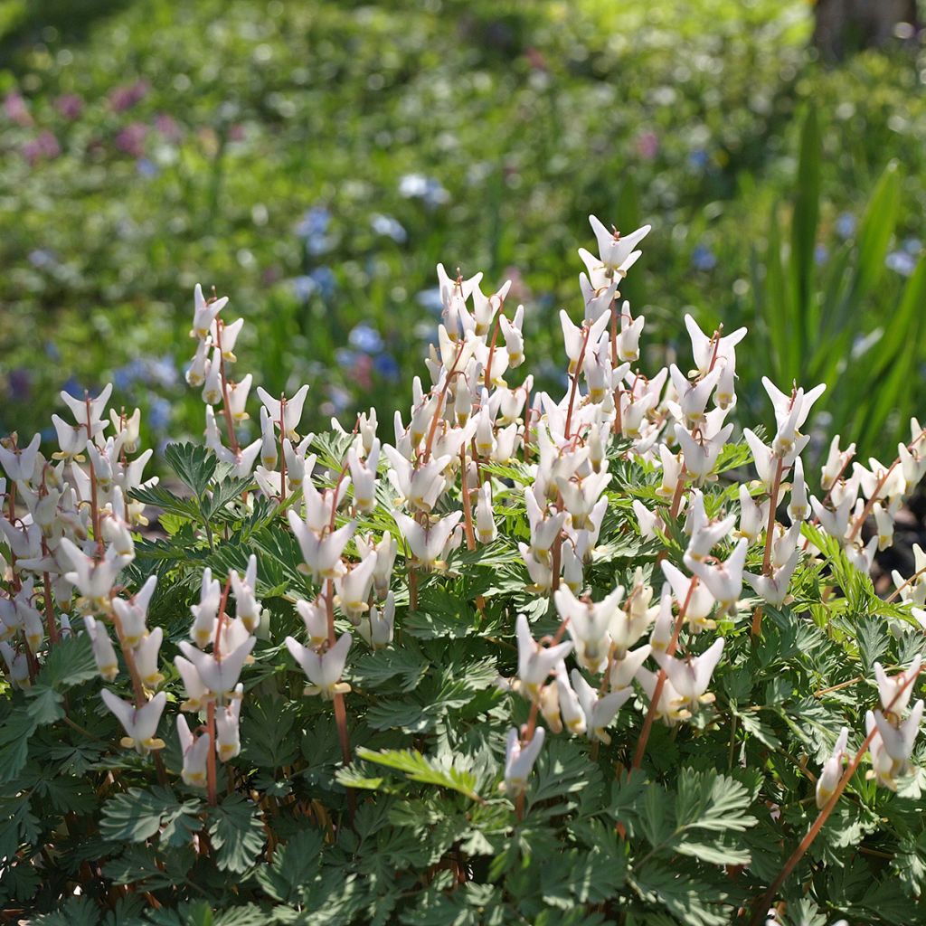 Dicentra cucullaria - Calzones de holandés