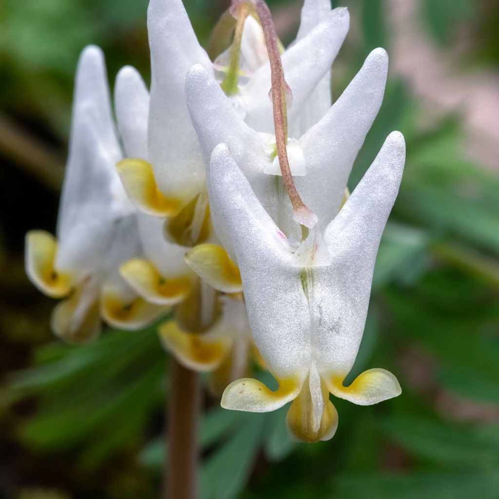 Dicentra cucullaria - Calzones de holandés