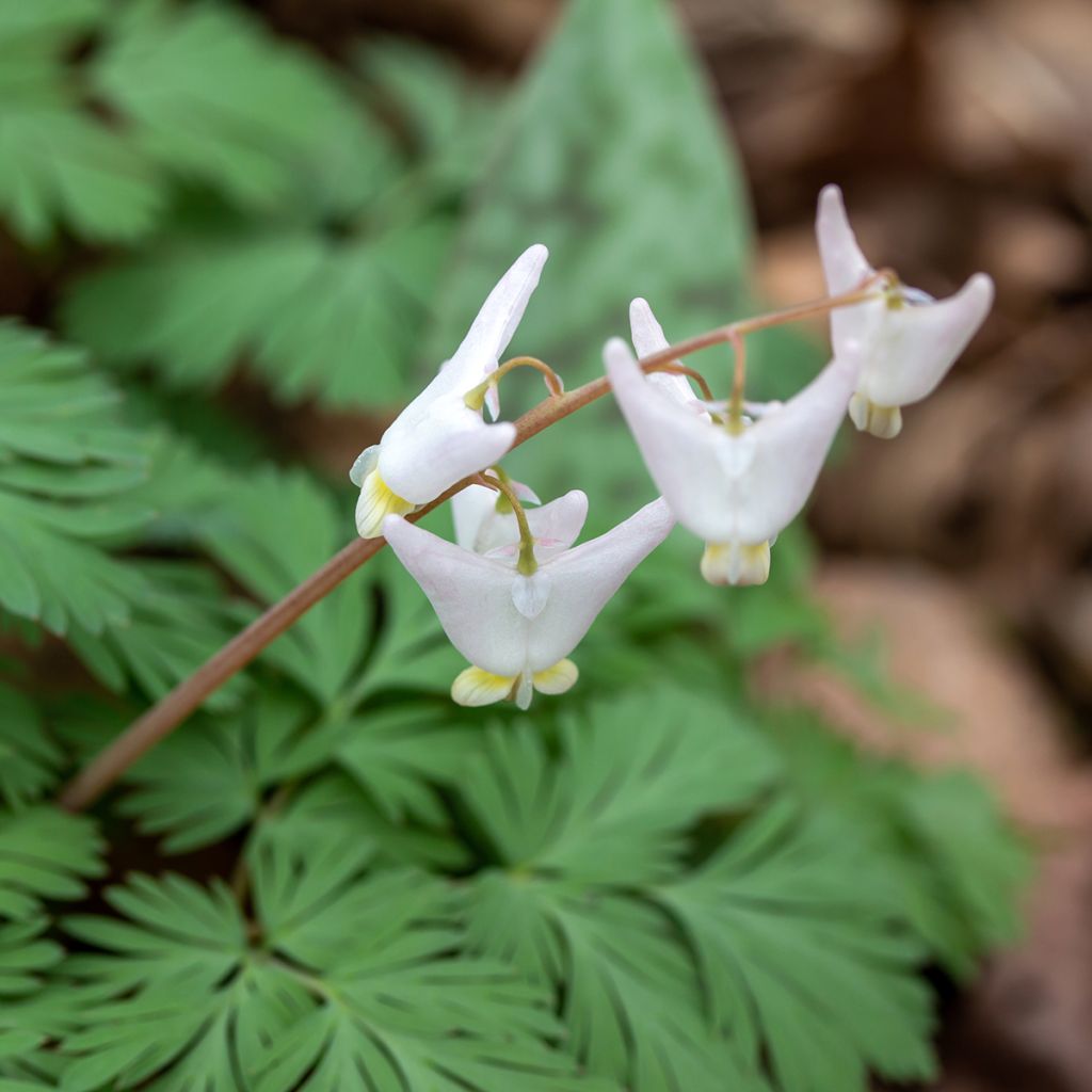 Dicentra cucullaria - Calzones de holandés