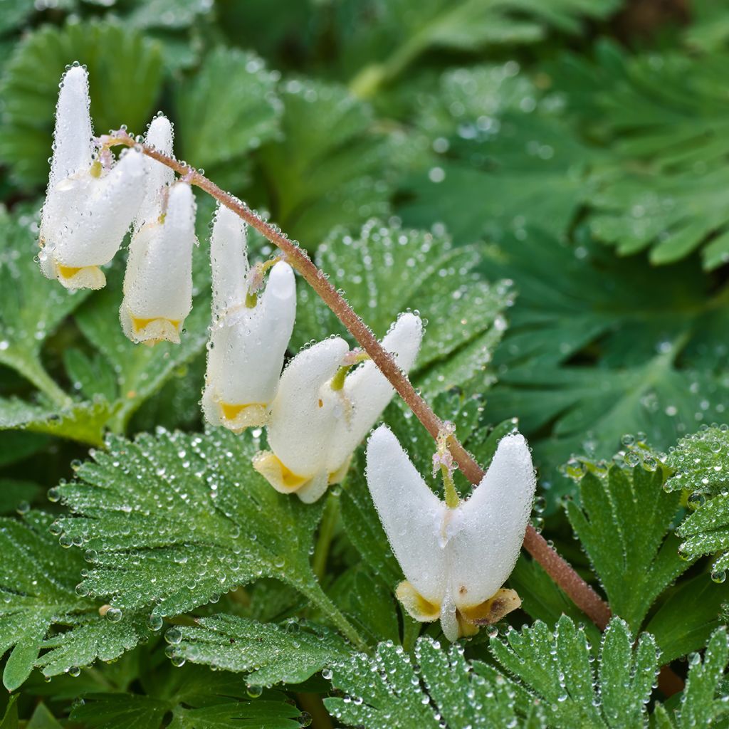 Dicentra cucullaria - Calzones de holandés