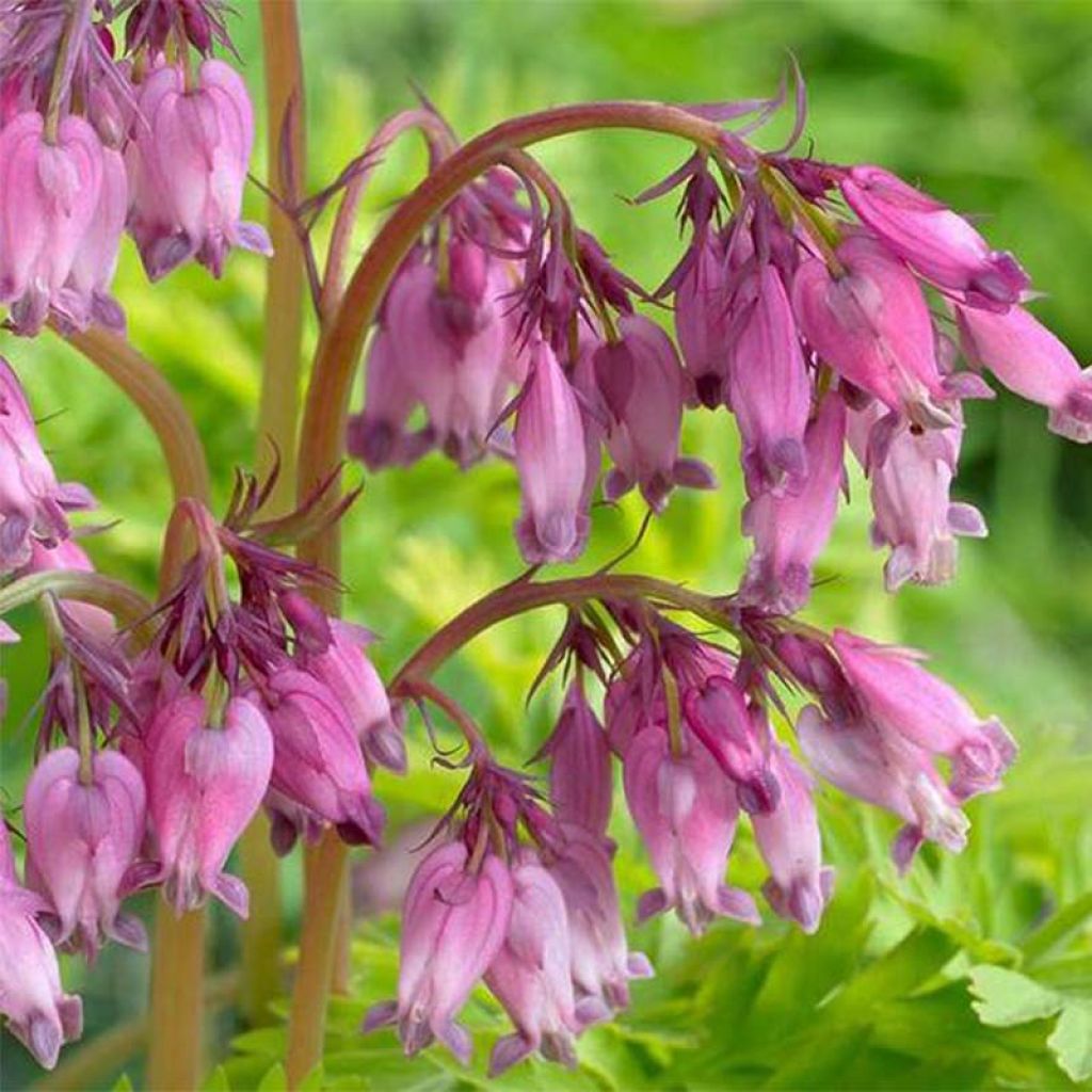 Coeur de Marie - Dicentra formosa Spring Gold