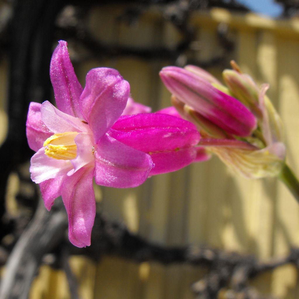 Dichelostemma congestum Pink Diamond