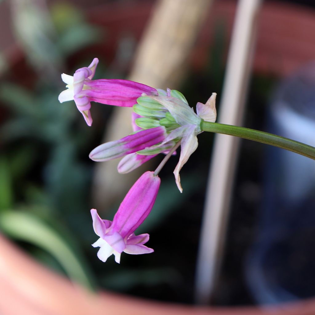 Dichelostemma congestum Pink Diamond