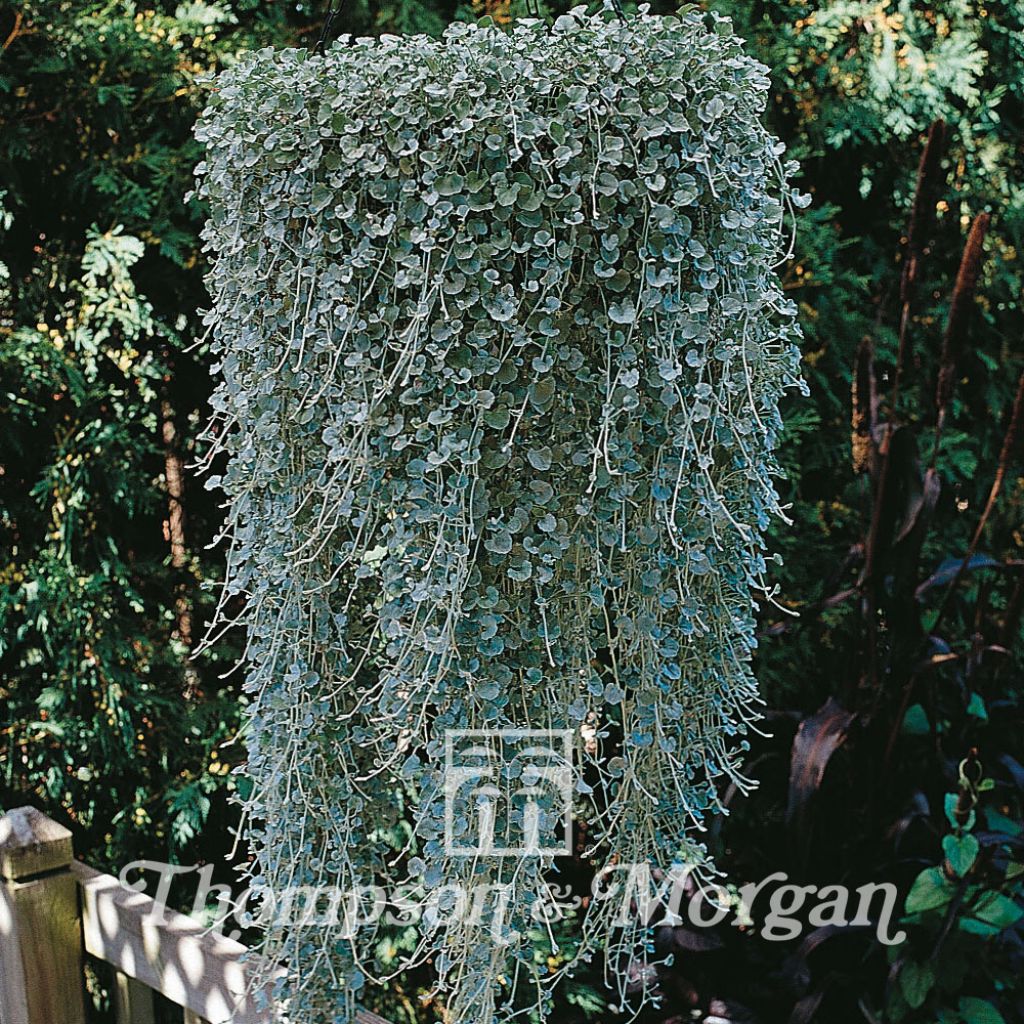 Dichondra argentea Silver Falls (semillas)