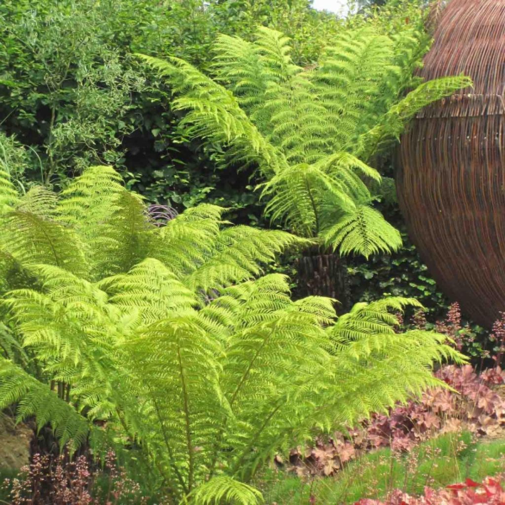 Fougère arborescente - Dicksonia antarctica, tronc de 5cm