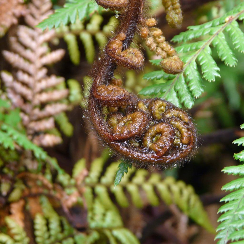 Dicksonia squarrosa - Fougère arborescente 