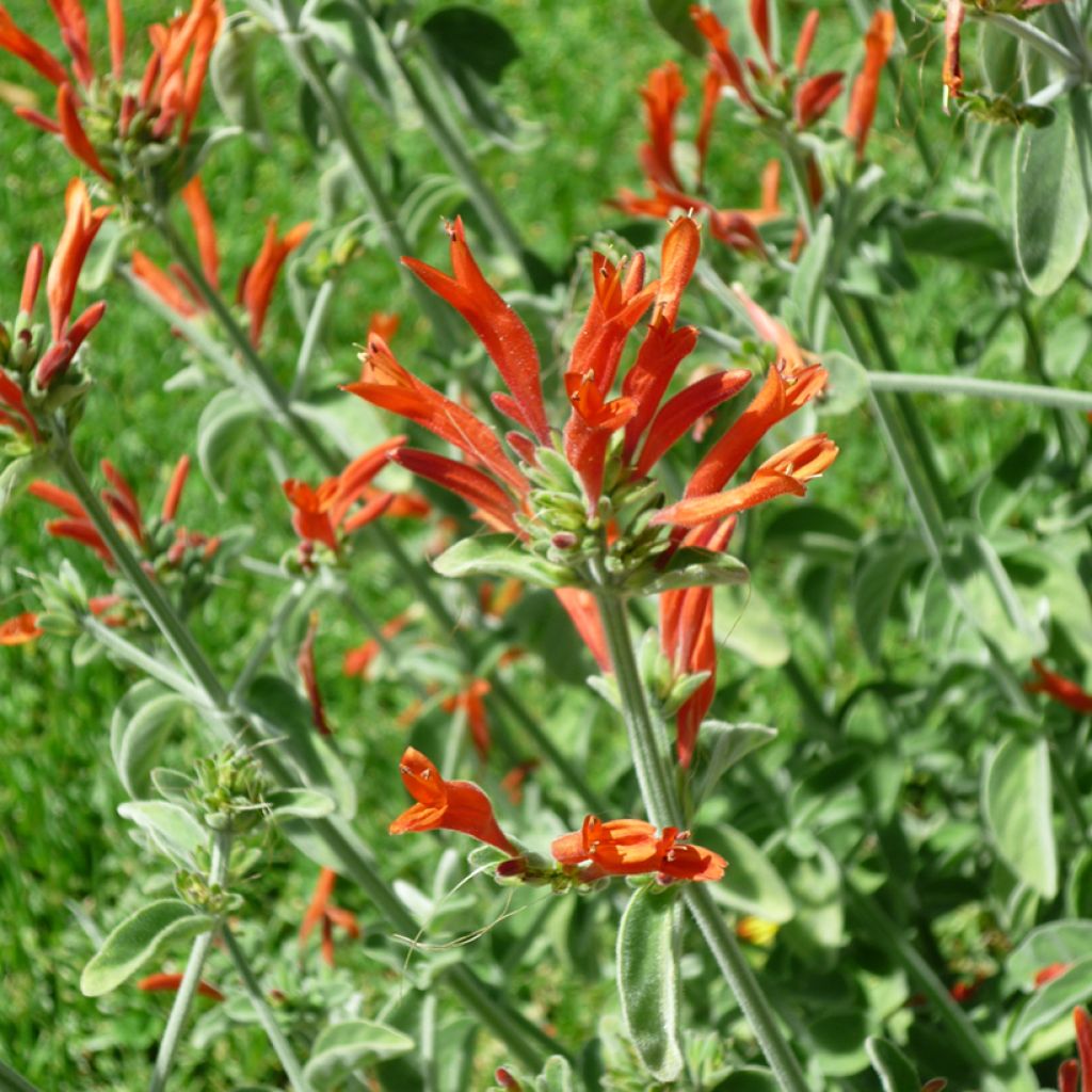 Dicliptera squarrosa - Pega-pega