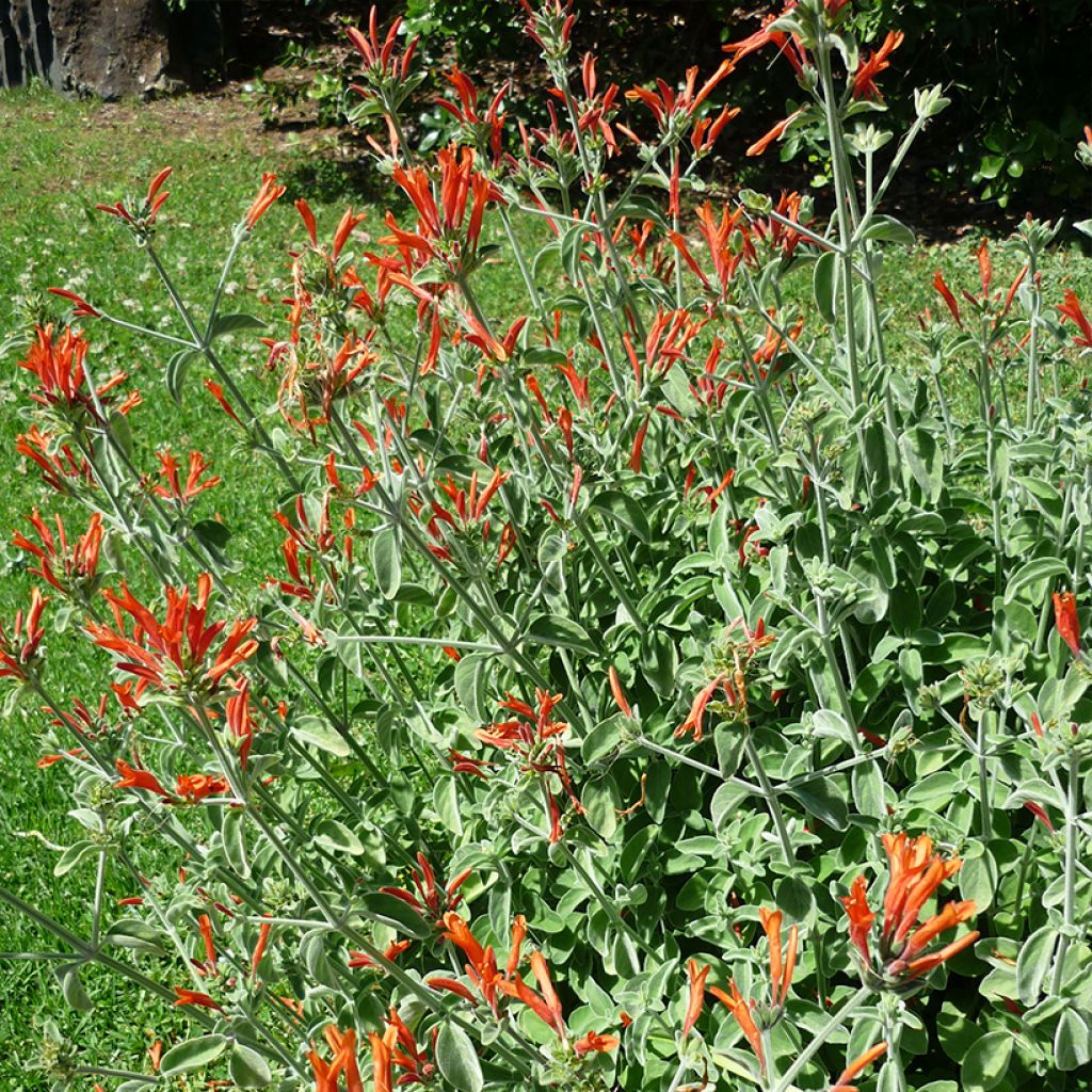 Dicliptera squarrosa - Pega-pega