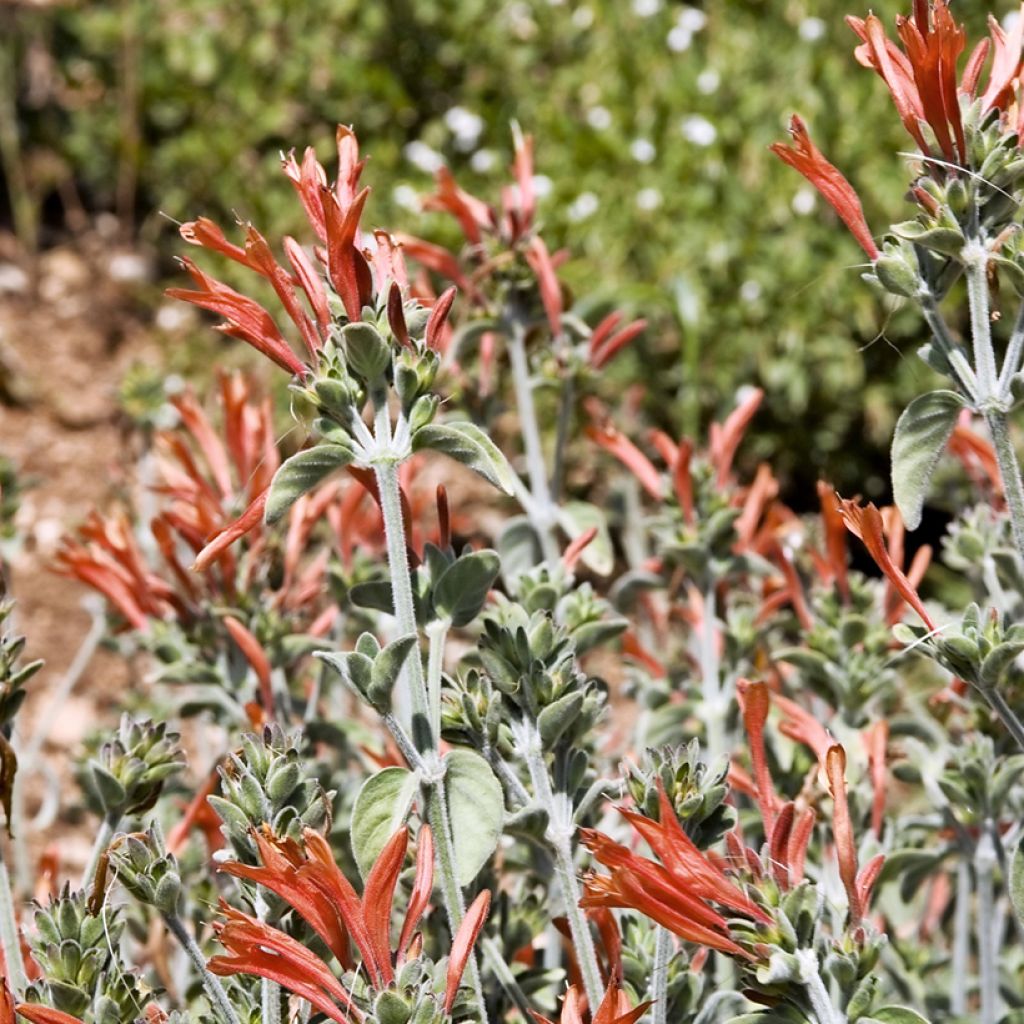 Dicliptera squarrosa - Pega-pega