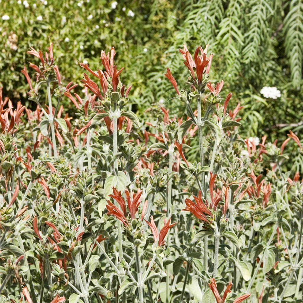 Dicliptera squarrosa - Pega-pega