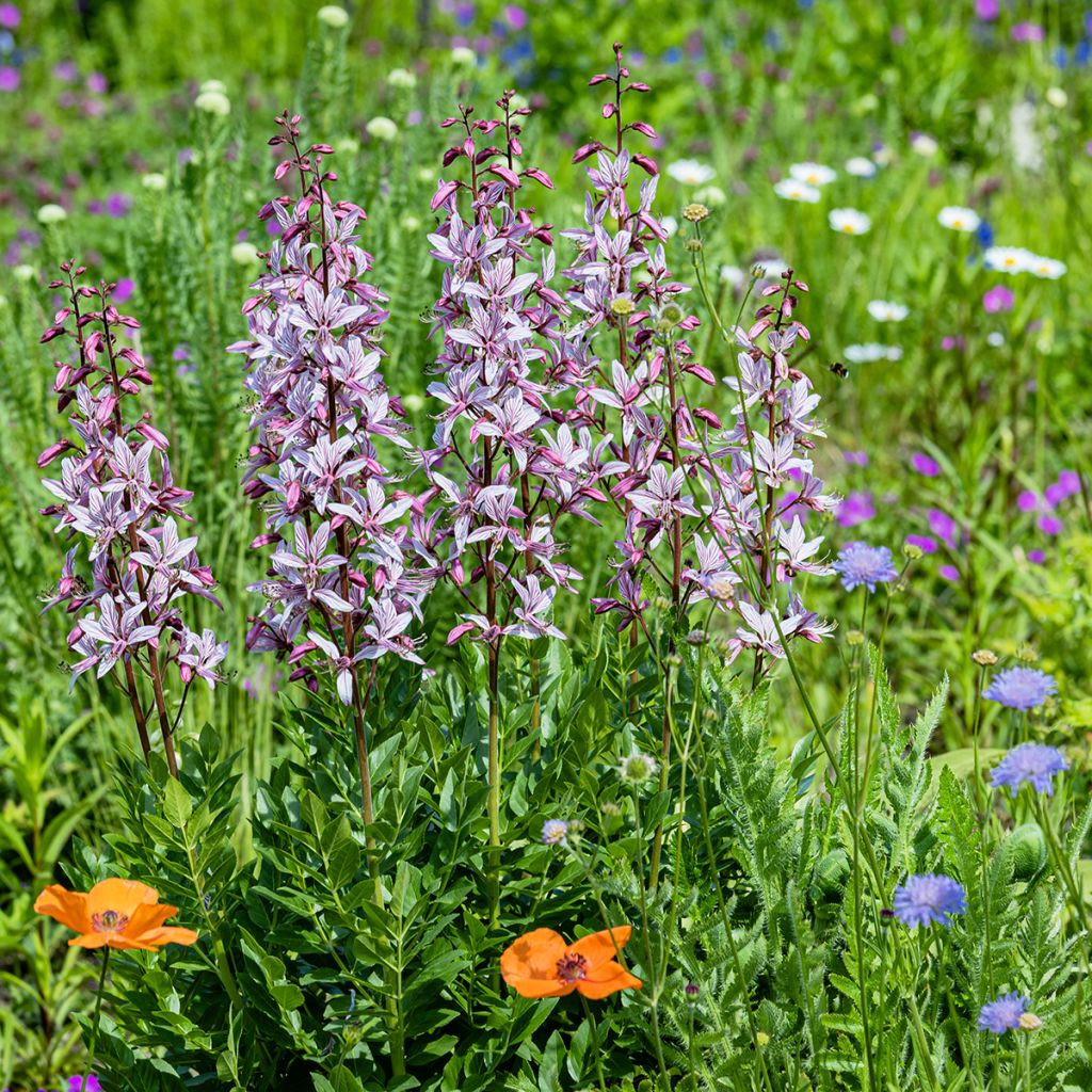 Dictamnus albus - Fraxinela