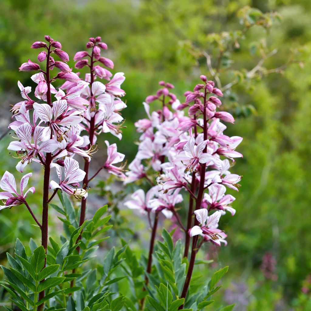 Dictamnus albus - Fraxinela