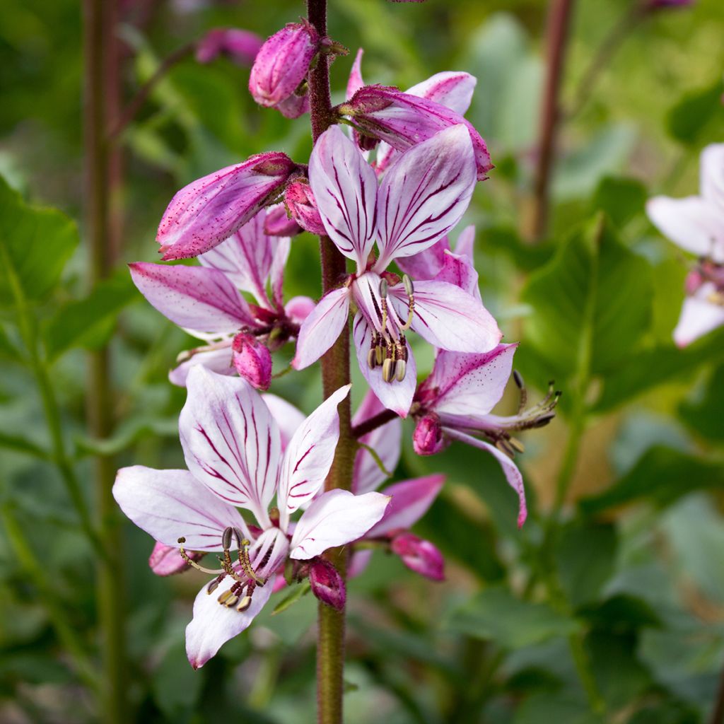 Dictamnus albus - Fraxinela