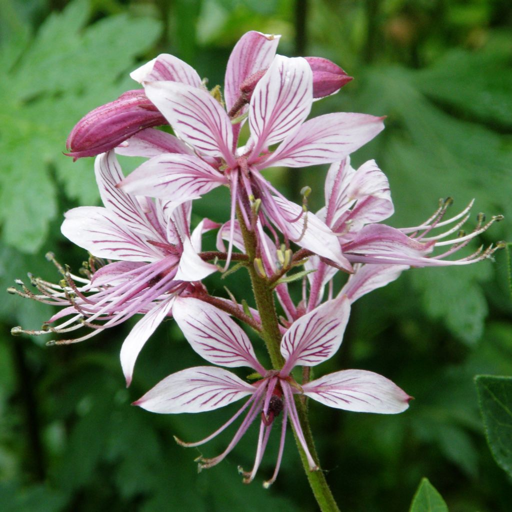 Dictamnus albus var. purpureus, Fraxinelle