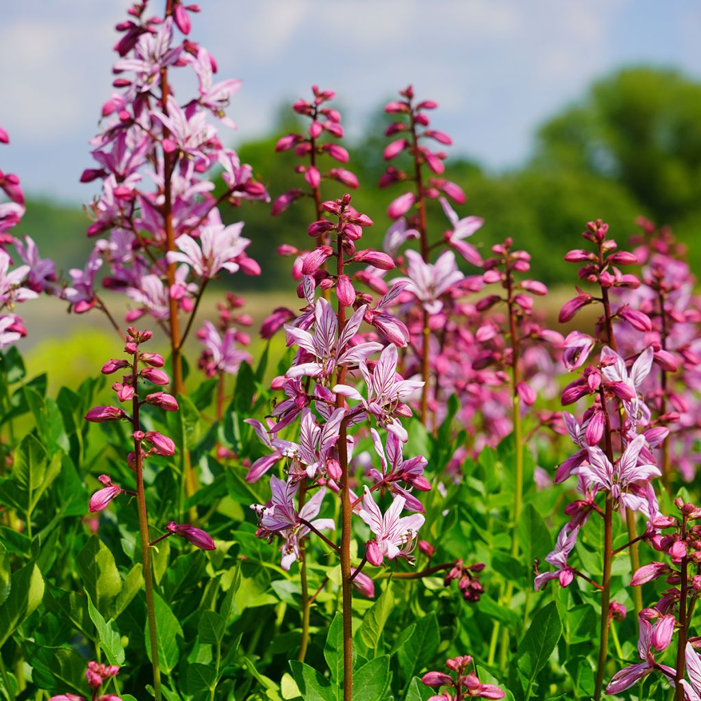 Dictamnus albus var. purpureus - Fraxinela morada