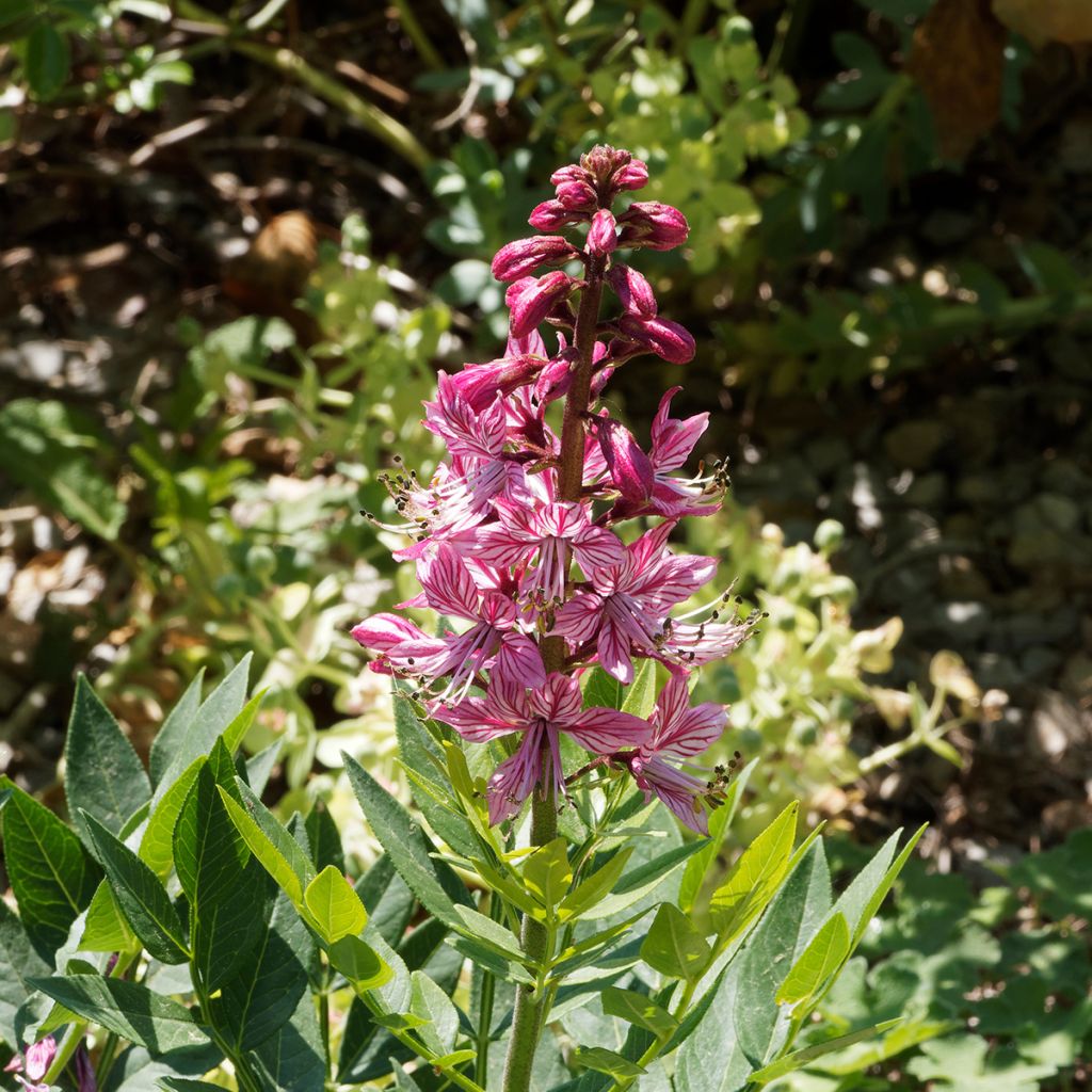 Dictamnus albus var. purpureus - Fraxinela morada