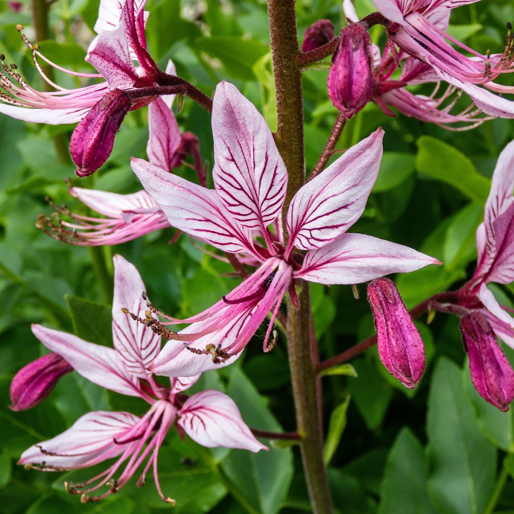 Dictamnus albus var. purpureus - Fraxinela morada