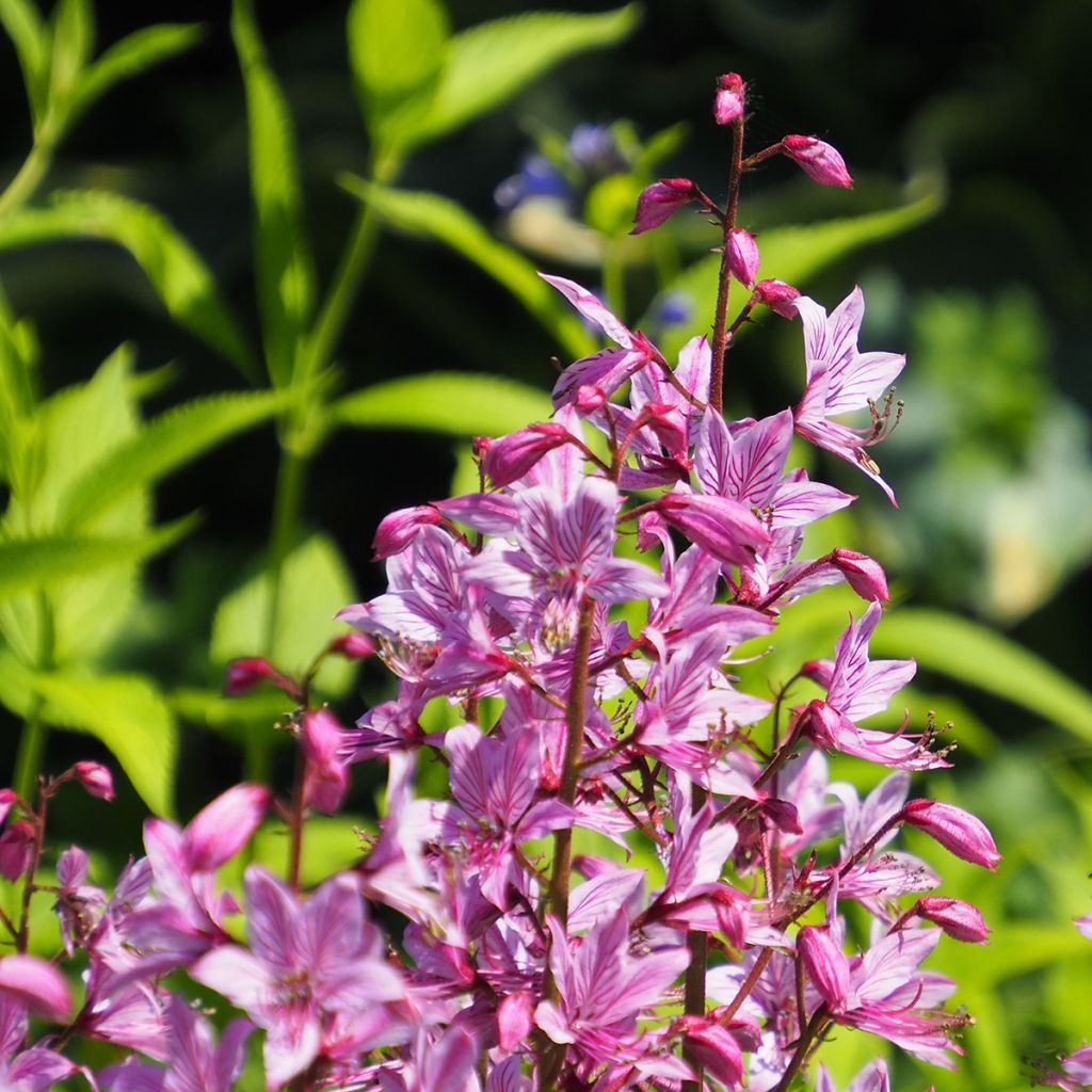 Dictamnus albus var. purpureus - Fraxinela morada