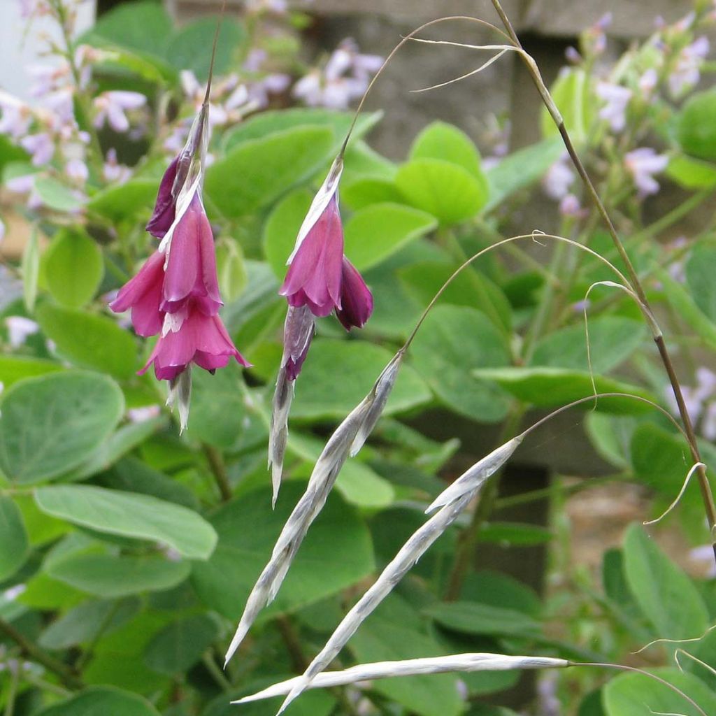 Dierama pulcherrimum Blackbird - Pluma del ángel rosa