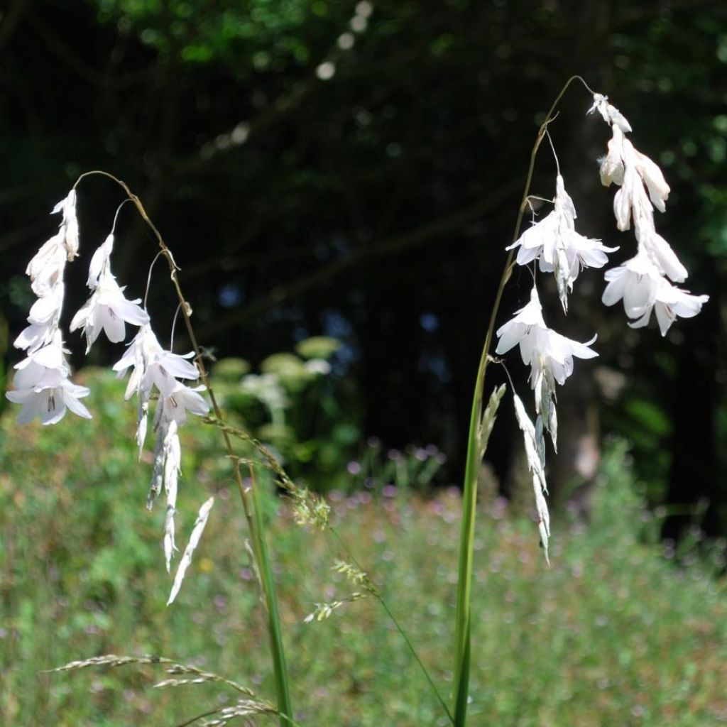 Dierama Alba - Canne à pêche des anges