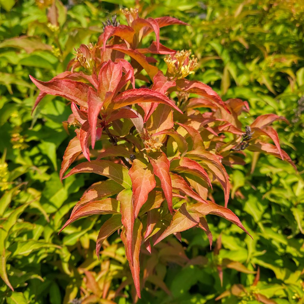 Diervilla Kodiak Orange - Brezalillo