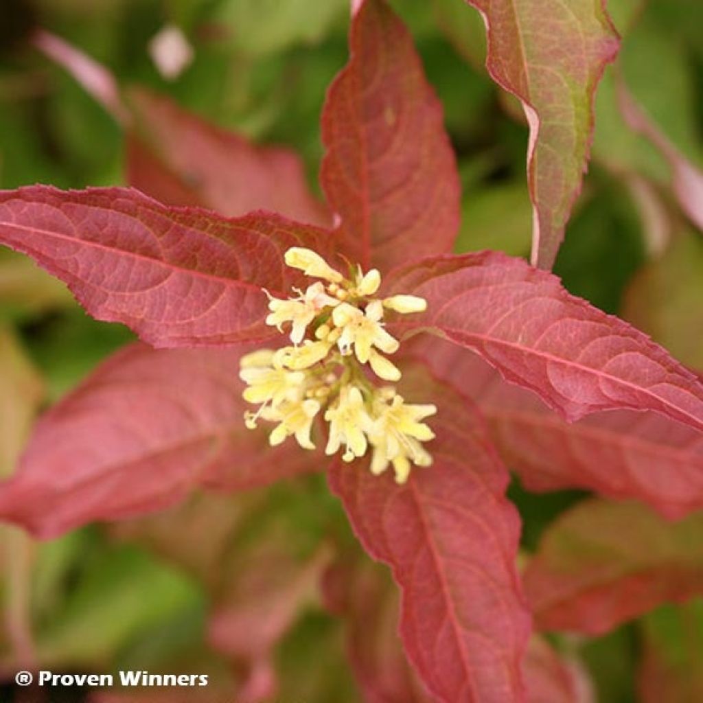 Diervilla Kodiak Red - Diervillé