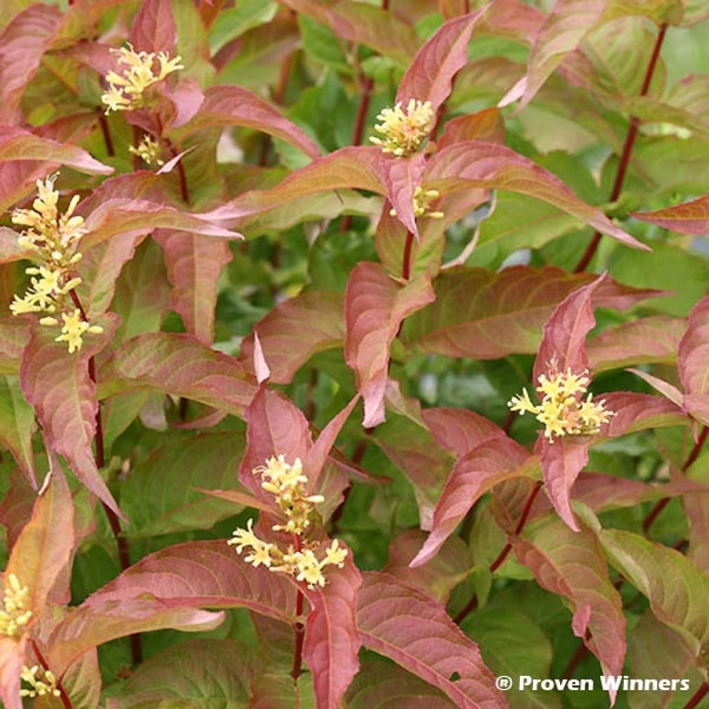 Diervilla Kodiak Red - Diervillé