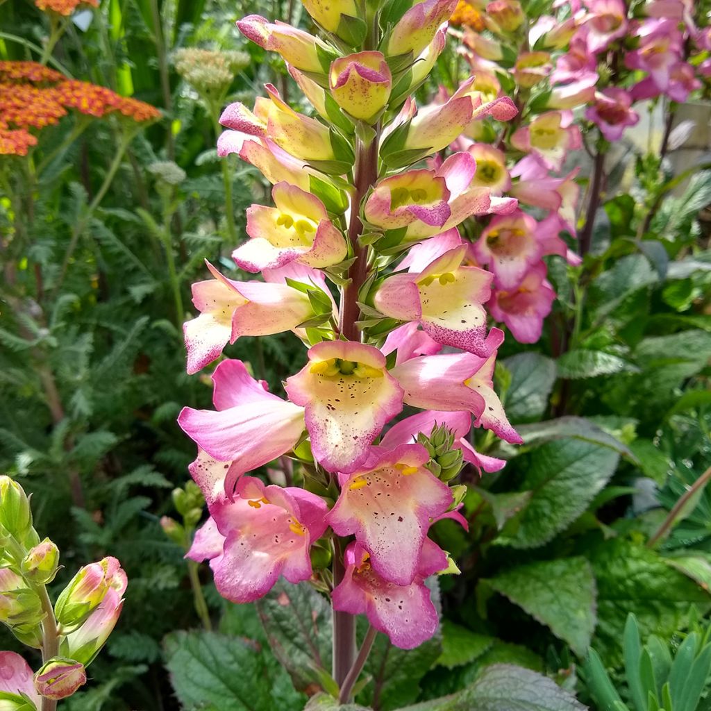 Digitalis Berry Canary - Digital